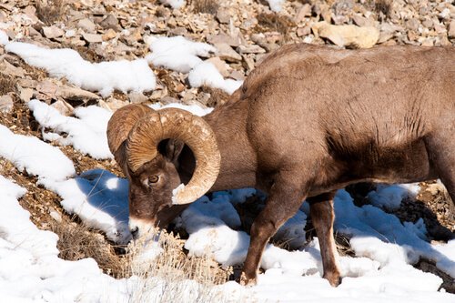 un muflone nella neve