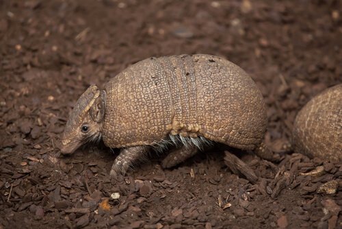 un armadillo corre tra delle zolle di terra
