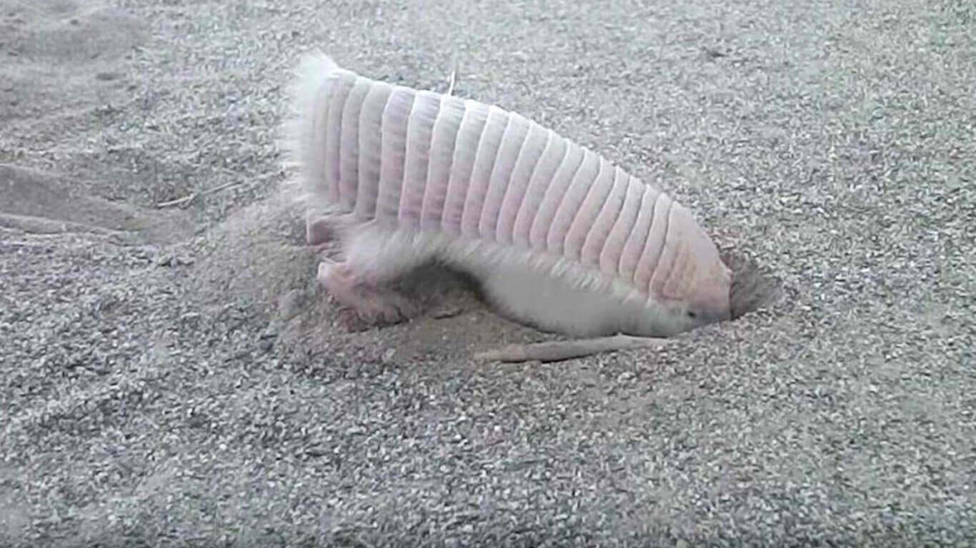 Armadillo rosa si nasconde nel terreno
