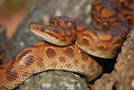 5 Serpenti Costrittori Che Dovete Conoscere I Miei Animali