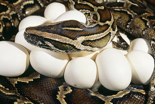 L’istinto materno nei serpenti
