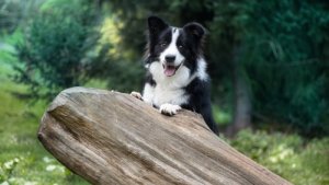 Addestramento del border collie: uno dei cani più intelligenti