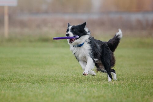 Border collie mentre riporta un frisbee al padrone
