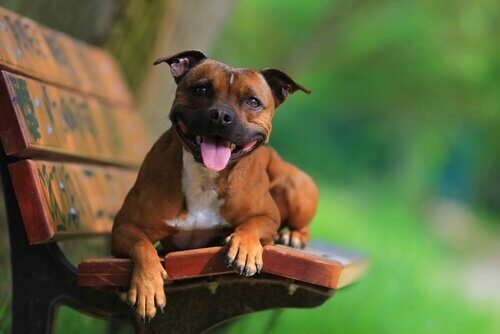 Staffordshire Terrier su una panchina