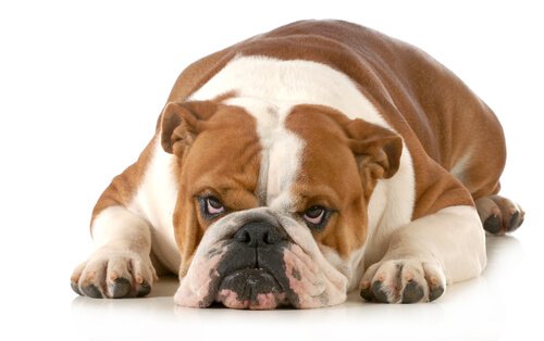 7 cose che i cani non sopportano: quali sono?