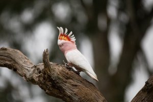 Cacatua: tutto ciò che dovete sapere