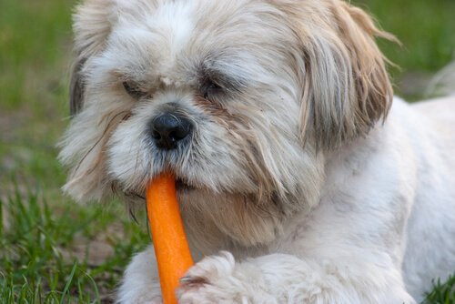Cagnolino bianco mangia una carota