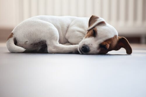 Jack Russel dorme tranquillo di lato