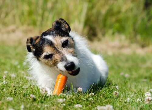 Un cagnolino morde una carota in un giardino