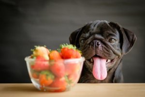 Verdure e frutta per cani che fanno bene alla salute
