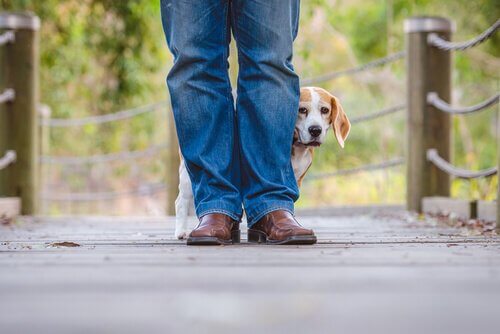 Migliorare il comportamento del cane con l’aiuto del veterinario