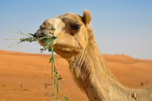 Curiosità sull'alimentazione del cammello