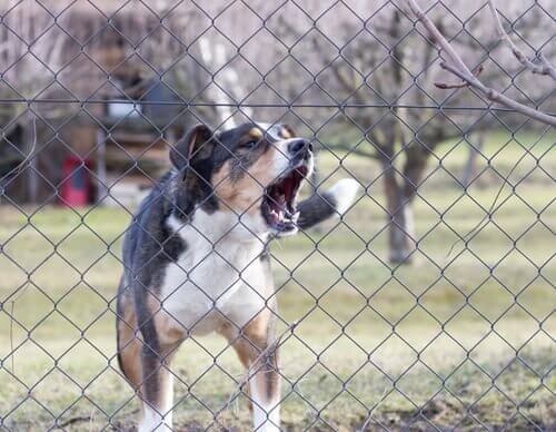 un cane abbaia in modo aggressivo dietro una rete metallica