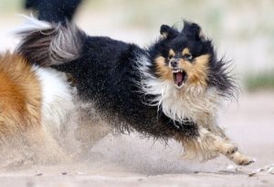 5 consigli per gestire un cane aggressivo
