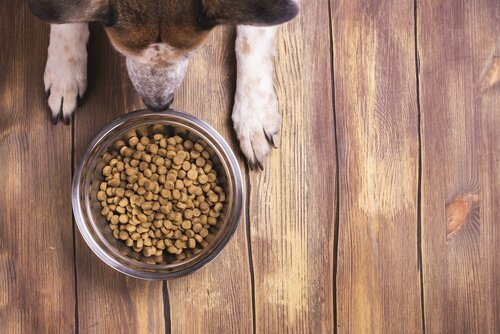 Come far mangiare il mangime al cane