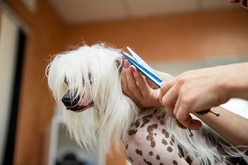 un cane con il pelo lungo viene tosato sulla testa