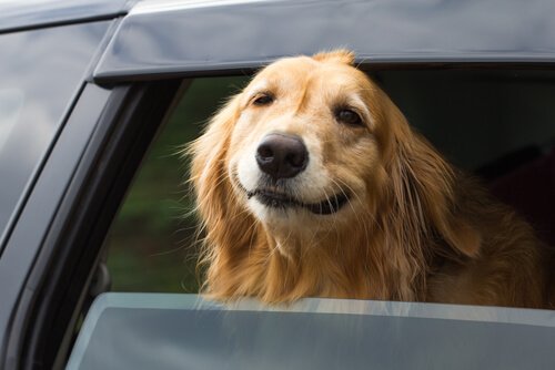 un cane con la testa fuori dal finestrino dell'auto