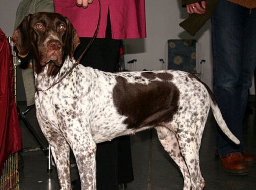un cane da ferma durante un'esposizione canina