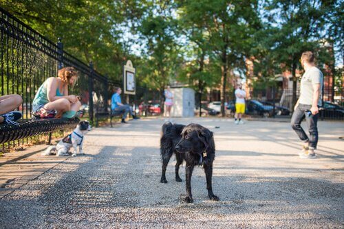 un cane da solo in un marciapiede del parco
