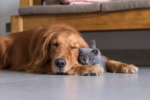 Cane e gatto dormono sul pavimento