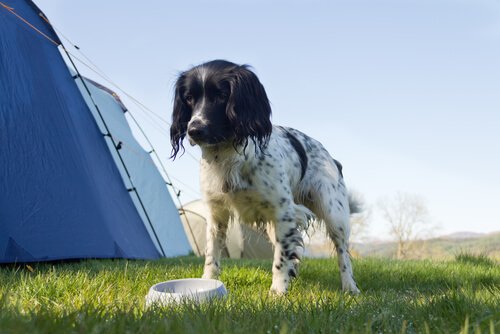 setter inglese bianco e nero con ciotola vicino a tenda da campeggio