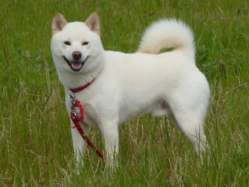 Cane kishu bianco di profilo nell'erba