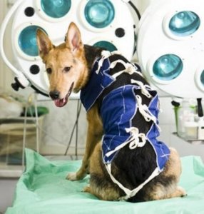 Consigli per favorire la riabilitazione del cane