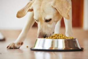 I migliori mangimi per cani con artrosi