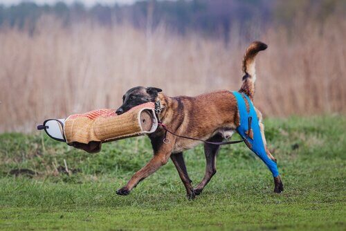 un cane mentre porta un oggetto spugnoso di addestramento