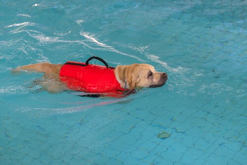 Riabilitazione del cane in acqua
