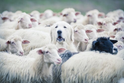 Cane pastore bianco nascosto nel gregge