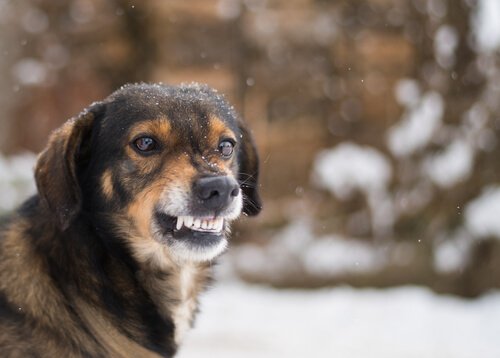 un cane randagio digrigna i denti nella neve