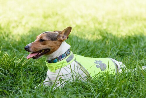 un cane sdraiato nell'erba con giubbino