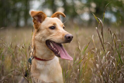 un cane seduto nell'erba alta con la bocca aperta