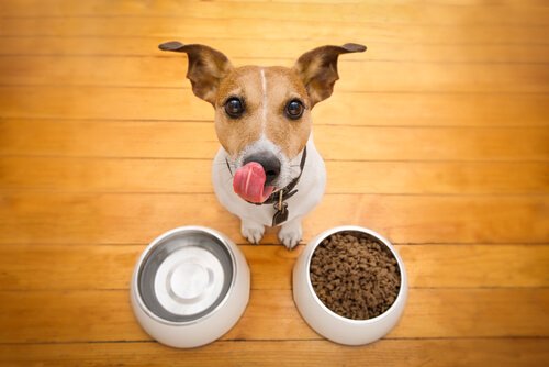 un cane si lecca i baffi davanti a due ciotole con acqua e mangime