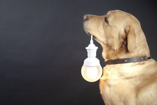 Collari luminosi per cani randagi: di cosa si tratta?