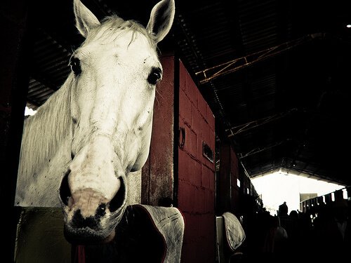 un cavallo bianco spunta con la testa dalla stalla