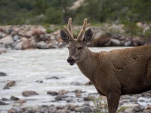 5 animali della Patagonia che dovete conoscere