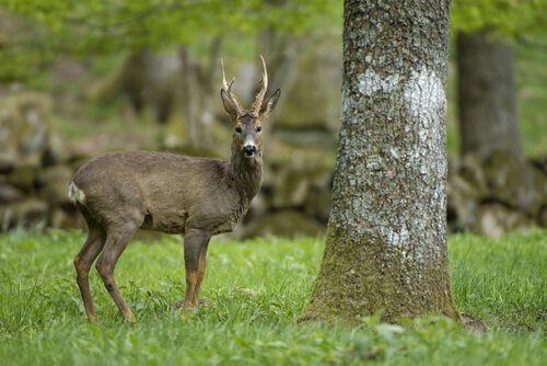 un cervo in un bosco accanto a un albero