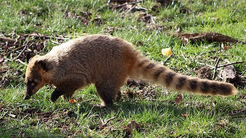 un coati dalla coda striata cerca insetti da mangiare