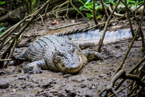 Coccodrillo nel fango di una foresta pluviale