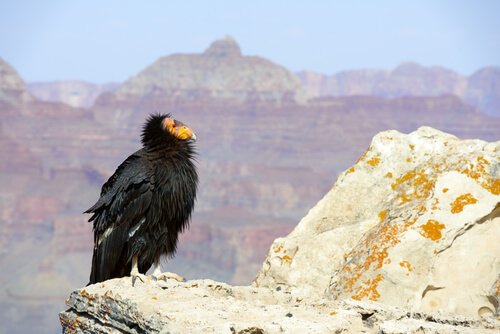 Condor della California