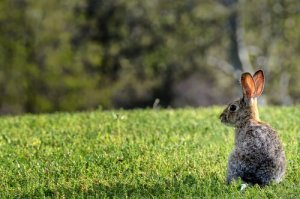 Invasione di conigli in Australia: ormai è emergenza