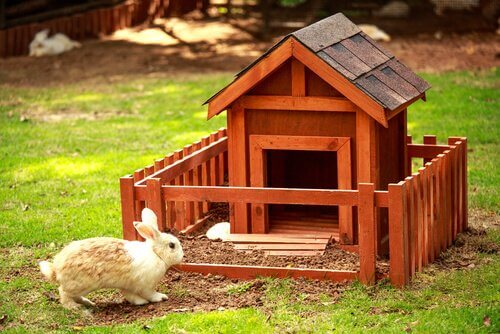 Coniglio domestico fuori dalla sua casetta