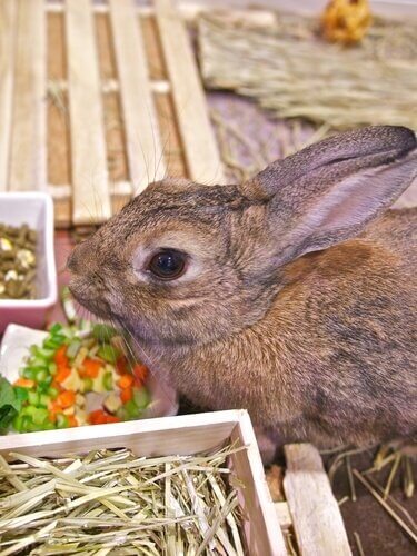 un coniglio nella sua gabbia con la ciotola del mangime
