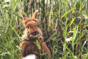 Linee guida per l'alimentazione dei conigli