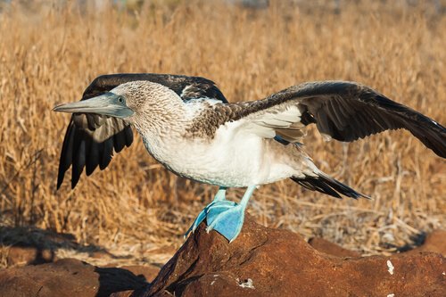 Sula piediazzurri nelle isole Galapagos