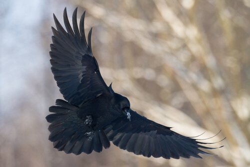 Corvo nero in planata