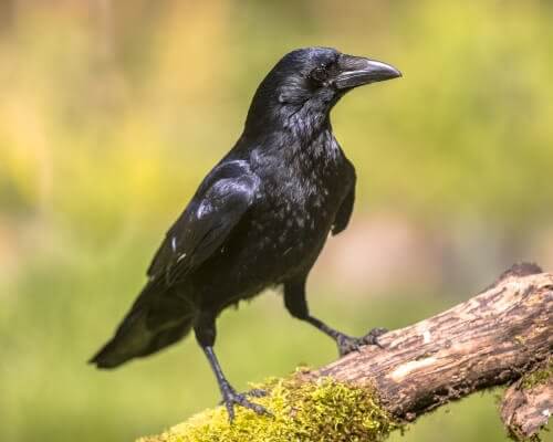 un corvo nero su un ramo