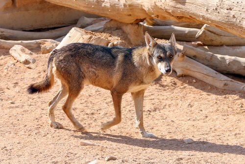 Coyote corre su un terreno desertico